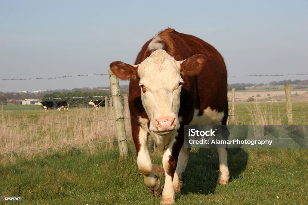 Brown Cow a brown and white cow moving towards the camera Agricultural Field Stock Photo