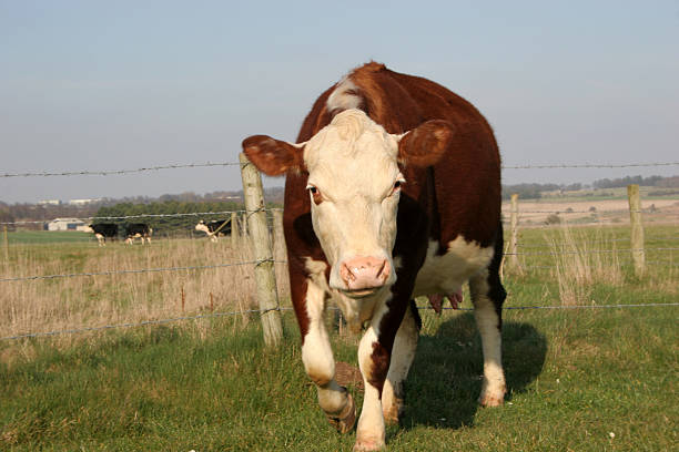 Brown Cow stock photo