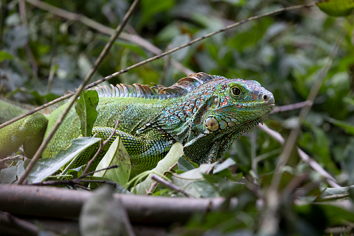 wildlife of Costa Rica in its natural environment in freedom