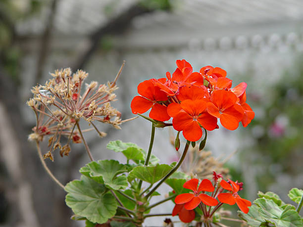 Fiori rossi - foto stock