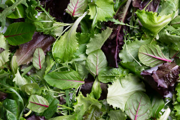 close up view of fresh salad mix leaves, healthy organic food ingredients - arugula freshness food herb imagens e fotografias de stock