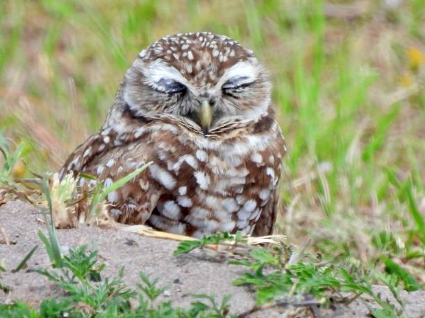 Burrowing Owl (Athene cunicularia) resting in the burrow Burrowing Owl - profile burrowing owl stock pictures, royalty-free photos & images