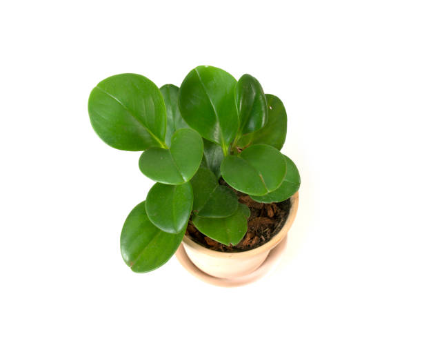 istock Green leaves in a pot isolated on a white background. 1393978312
