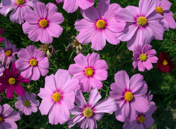 istock Cosmos flower (Cosmos Bipinnatus) with blurred background 1393979544