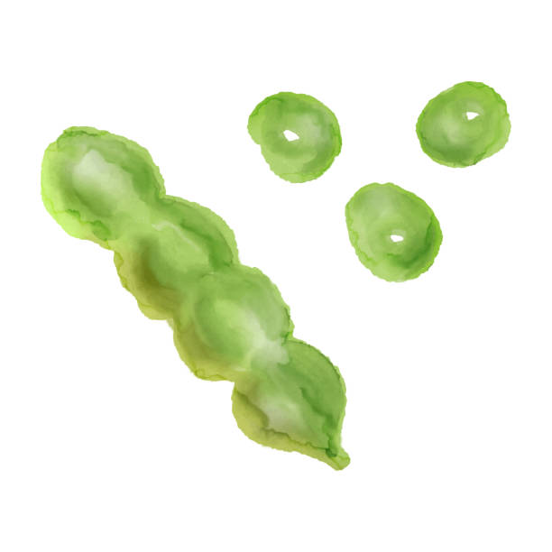 eine vektorillustration von edamame in einem aquarellstil. - soybean isolated seed white background stock-grafiken, -clipart, -cartoons und -symbole