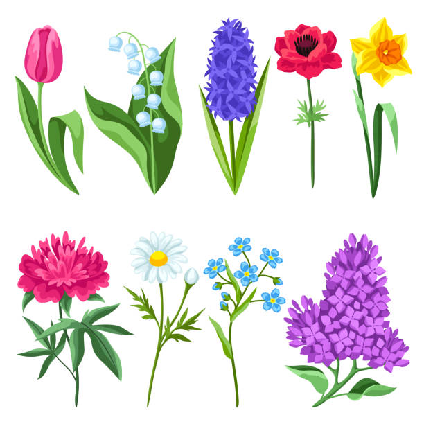 ilustrações de stock, clip art, desenhos animados e ícones de set of spring flowers. beautiful decorative bouquet of blooming plants. - leaf flower head bouquet daffodil