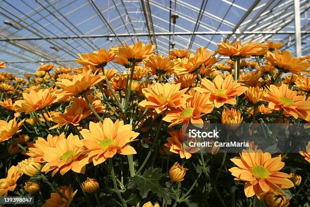 Invernáculo Foto de stock y más banco de imágenes de Crisantemo - Crisantemo, Invernáculo, Amarillo - Color