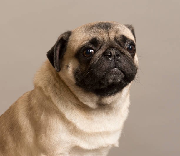 istock pug with smart eyes looks with different emotions close-up portrait 1393981208
