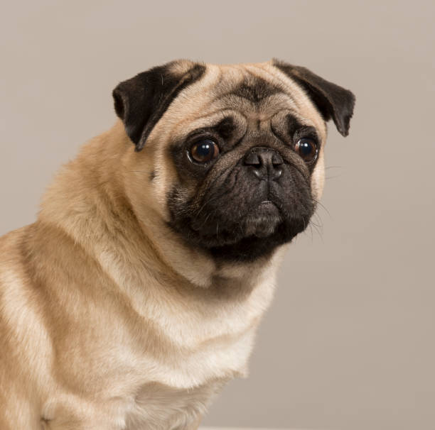 istock pug with smart eyes looks with different emotions close-up portrait 1393981209