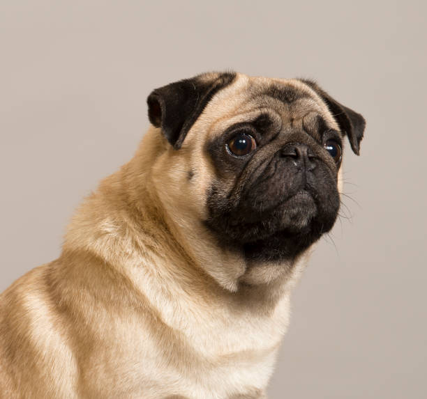 istock pug with smart eyes looks with different emotions close-up portrait 1393981213