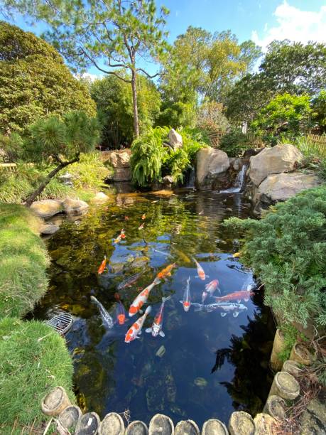 Koi pond Collection of beautiful koi fish in a pond water garden stock pictures, royalty-free photos & images