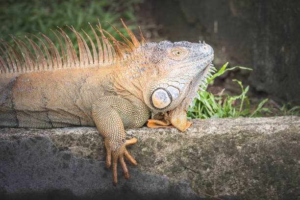 istock Iguana reptile in its natural environment in freedom 1393982233