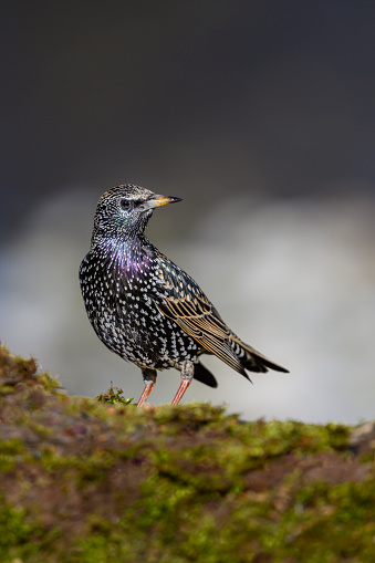 The common starling or European starling (Sturnus vulgaris), also known simply as the starling, is a medium-sized passerine bird in the starling family