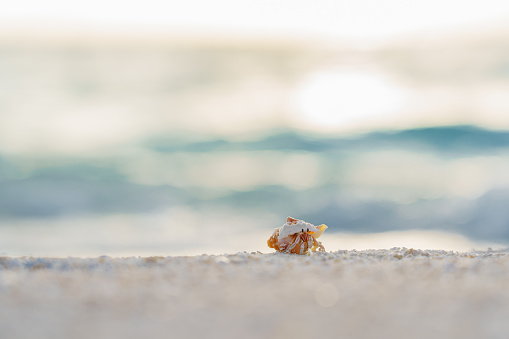 Maldives - Land Hermit Crab on the beach