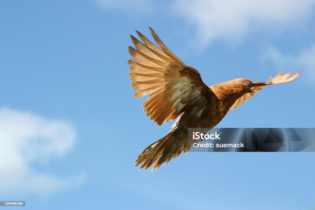 Красивая птица в полете - Стоковые фото В воздухе роялти-фри