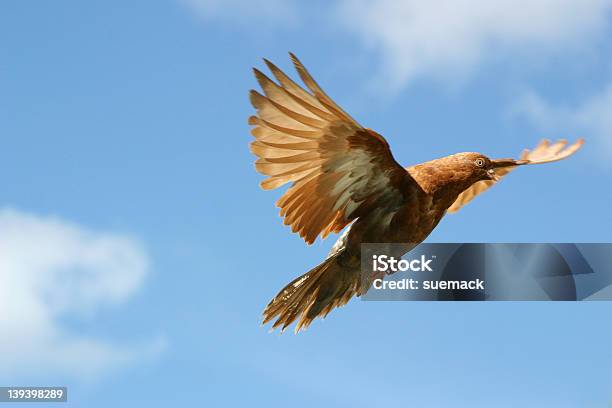 Красивая Птица В Полете — стоковые фотографии и другие картинки В воздухе - В воздухе, Голубь, Горизонтальный