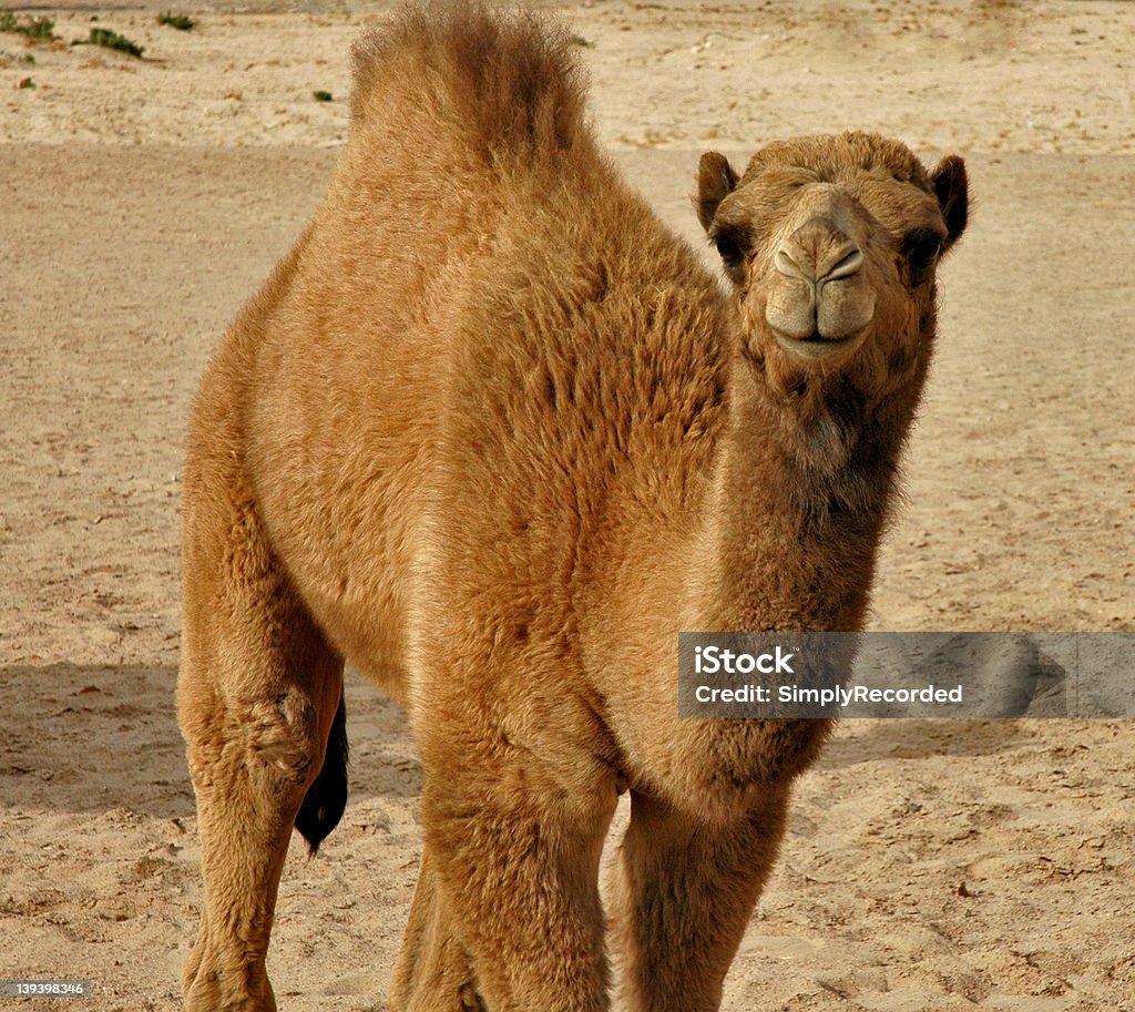 Baby camel - Foto stock royalty-free di Ambientazione tranquilla
