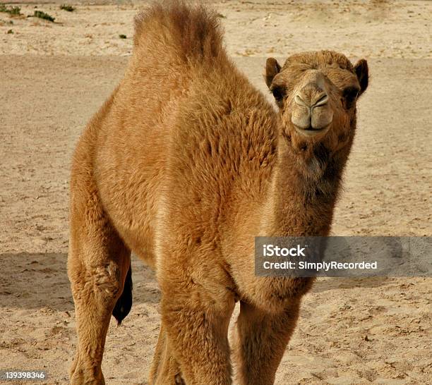 Baby Camel - Fotografie stock e altre immagini di Ambientazione tranquilla - Ambientazione tranquilla, Aqaba, Aspettare