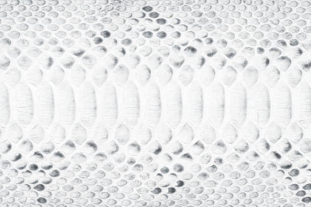 istock White snake skin texture, natural reptile leather as background 1393983726