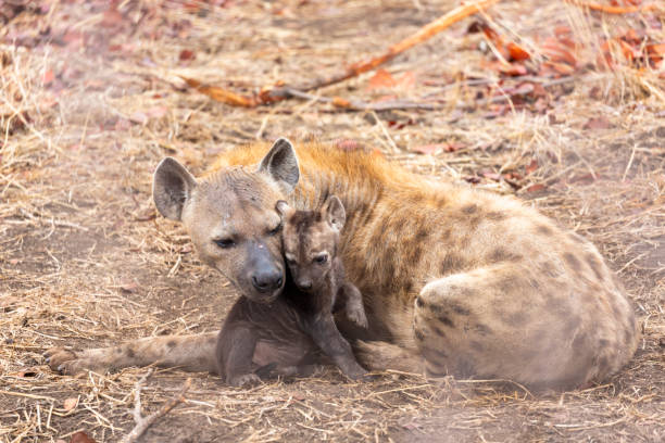 istock Hyena mother with her little cub 1393983733
