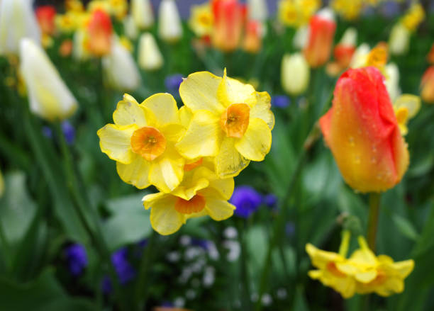 Daffodil / narcissus / jonquil spring flowers. Spring concepts and storytelling.