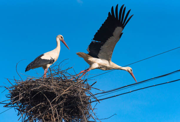 istock Pair of storks in the nest 1393985832
