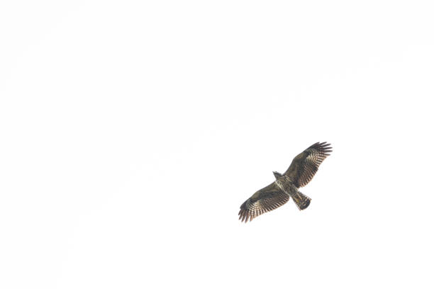 istock Birds in their natural environment in freedom 1393986714