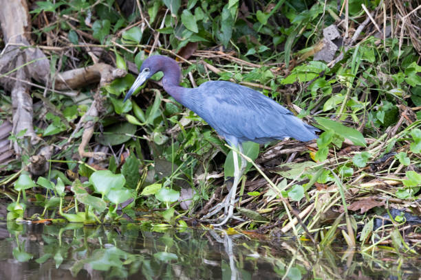 istock Birds in their natural environment in freedom 1393986750