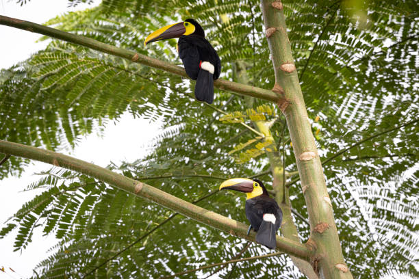 istock Birds in their natural environment in freedom 1393986784
