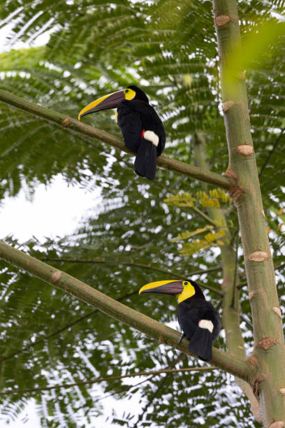 istock Birds in their natural environment in freedom 1393986797