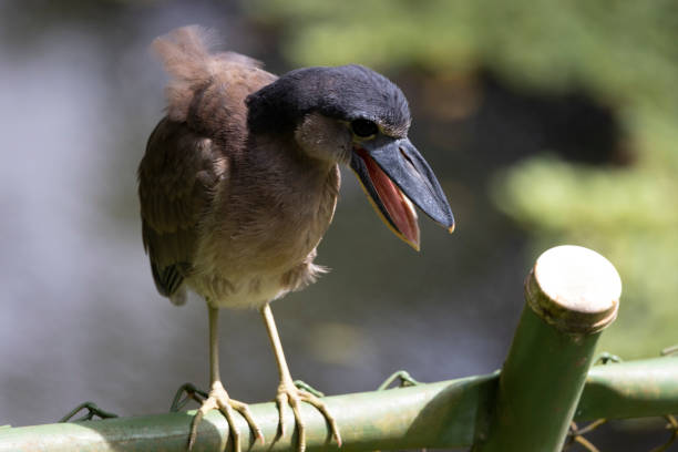 birds of the jungle in natural environment in freedom