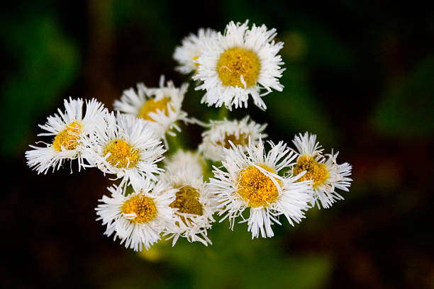 Flores de primavera - foto de stock