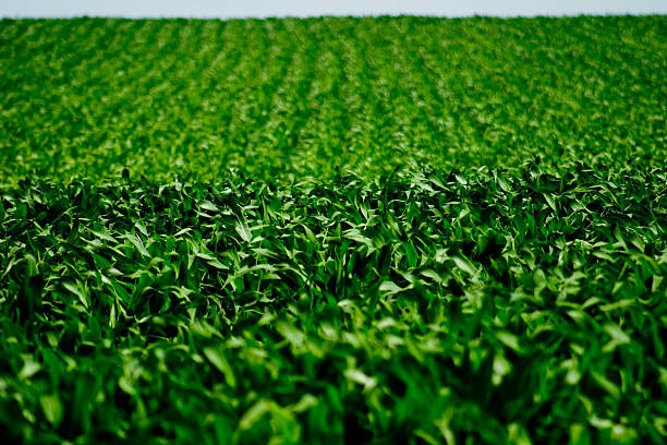 Cornfield de resorte - foto de stock