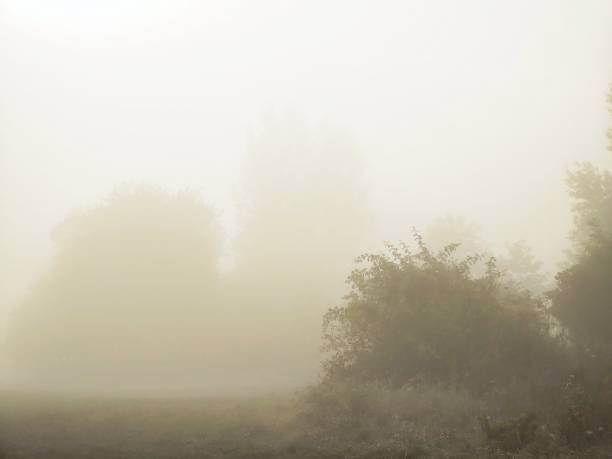 istock Mist in the forest. Sunrays behind the trees. 1393986867