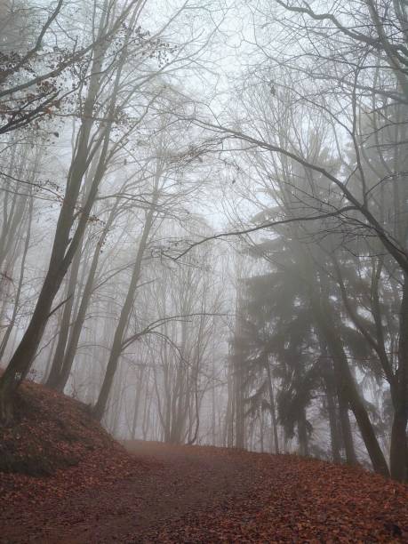 istock Mist in the forest. Sunrays behind the trees. 1393986915