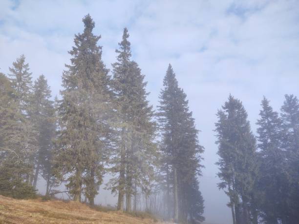 istock Mist in the forest. Sunrays behind the trees. 1393986973