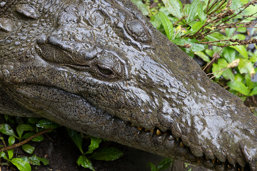 cocodrile-caiman in natural envorinment