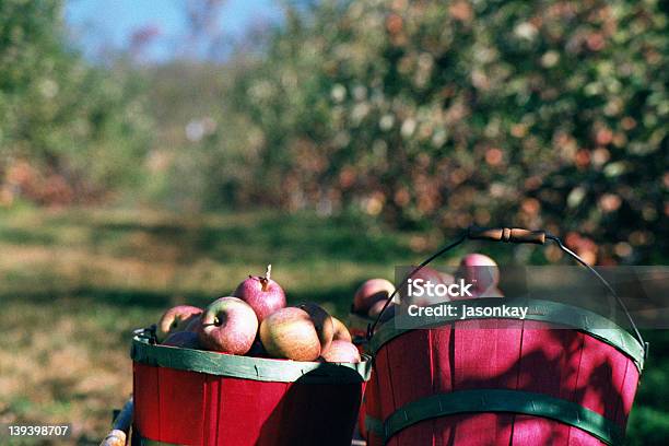 사과나무 Bushels 1 노스캐롤라이나-미국 주에 대한 스톡 사진 및 기타 이미지 - 노스캐롤라이나-미국 주, 사과, 0명