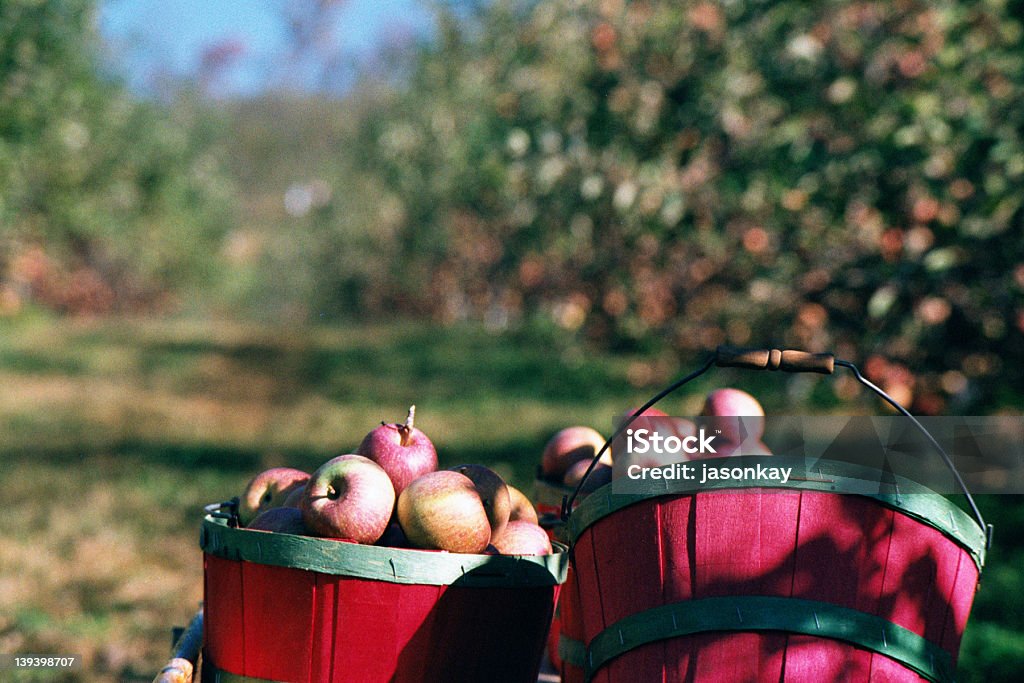 Бушели Apple 1 - Стоковые фото Северная Каролина - штат США роялти-фри