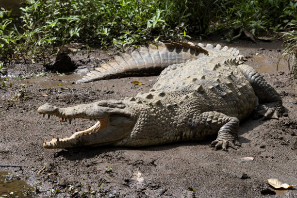 istock Cococrile in his natural environment in freedom 1393987079