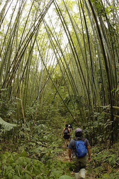 caminhada pela floresta tropical de bambu - backwoodsman - fotografias e filmes do acervo