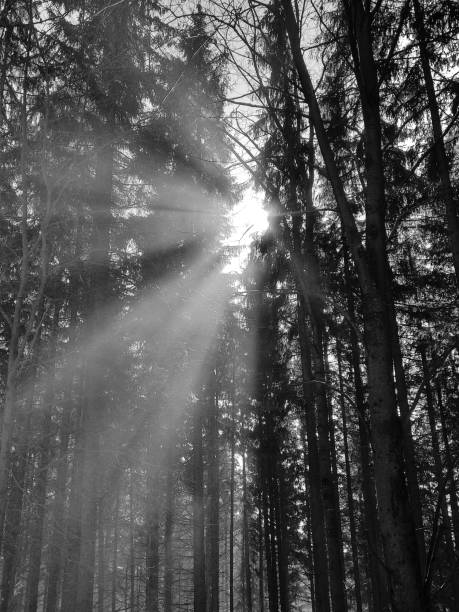 istock Mist in the forest. Sunrays behind the trees. 1393987377
