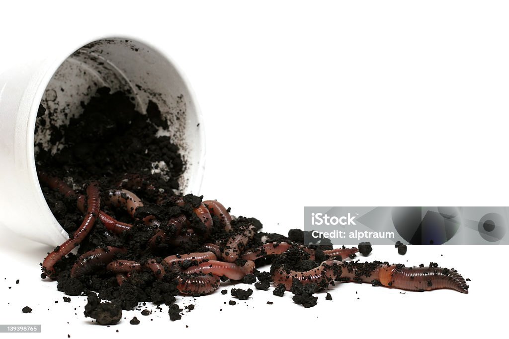 Terra worms-a grande evasão - Royalty-free Minhoca Foto de stock