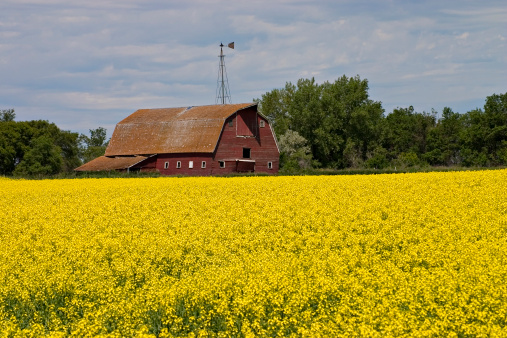 Red barn in a canola field