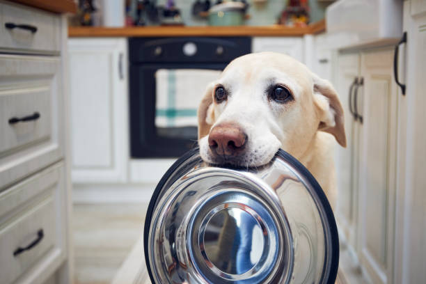 istock Hungry dog waiting for feeding at kitchen 1393988133