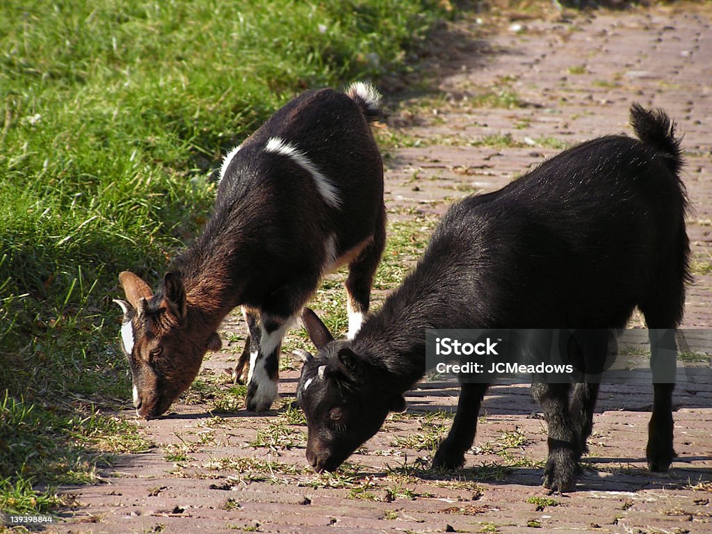 Pastar cabras - Foto de stock de Agarrar libre de derechos