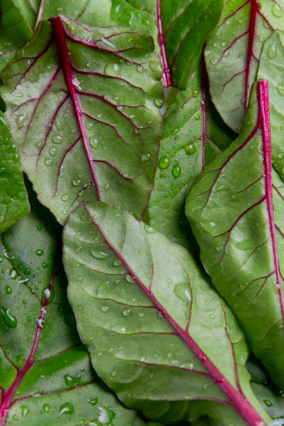 fondo de comida, hojas frescas de remolacha bebé verde - beet green fotografías e imágenes de stock