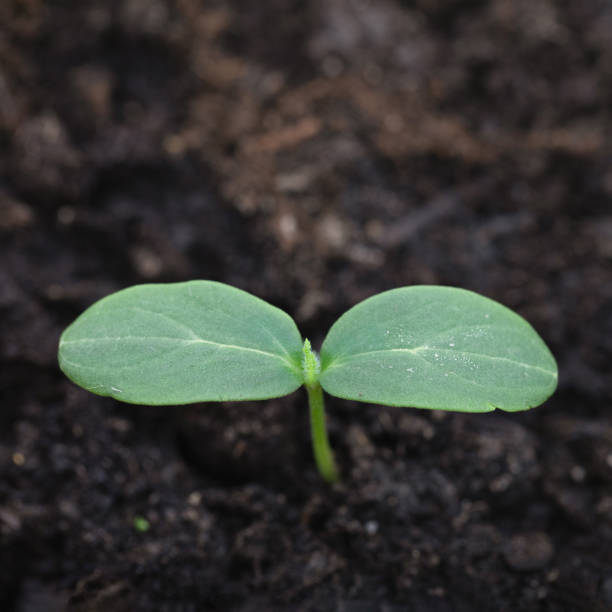 Top view young cucumber sprout seedlings on blur background. Selective focus stock photo