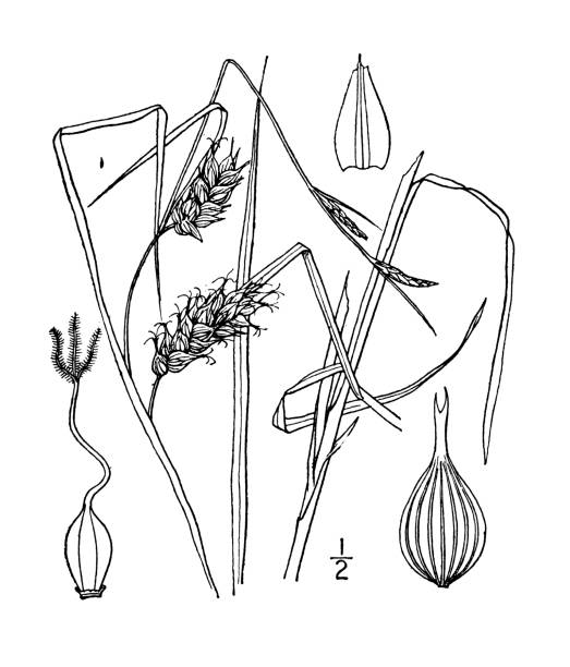 illustrations, cliparts, dessins animés et icônes de illustration de plante botanique antique: carex tuckermani, carex de tuckerman - tuckerman