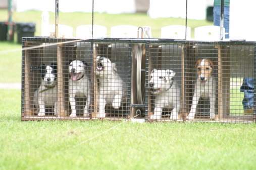 Terrier dogs in cages at  the start of a race